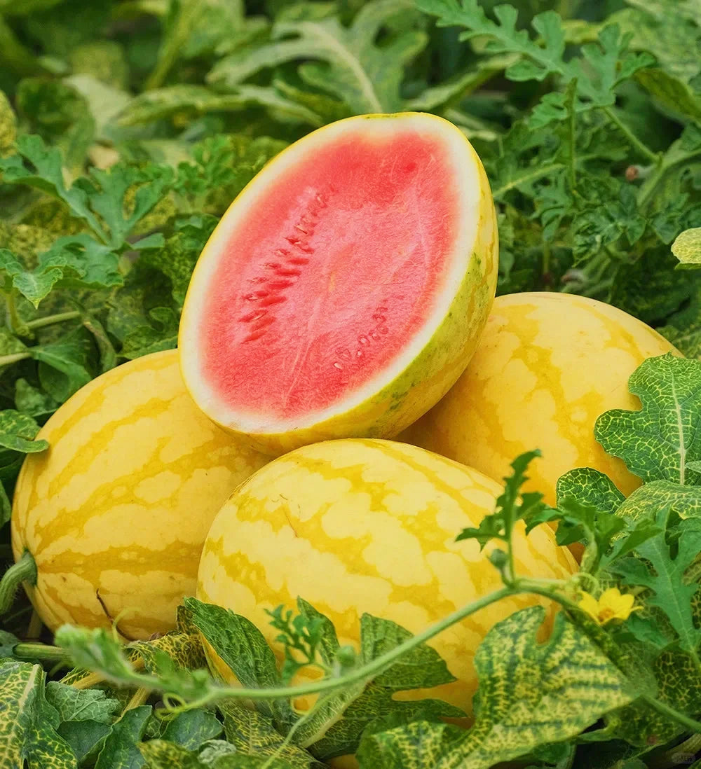 Ruby Watermelon Seeds