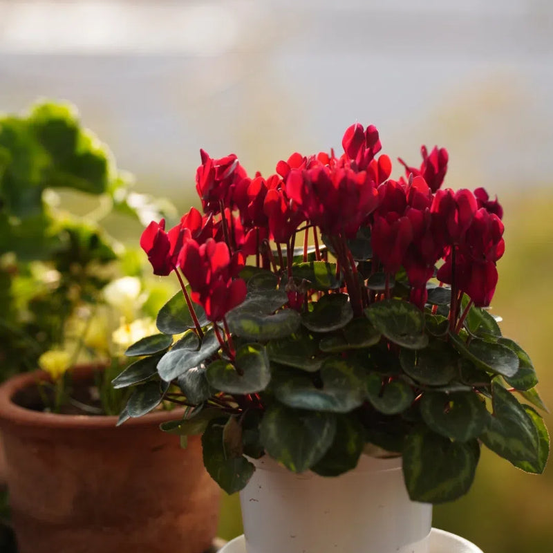 🌸 Fragrant Cyclamen Bulbs-Sweet Scent, Simple Care