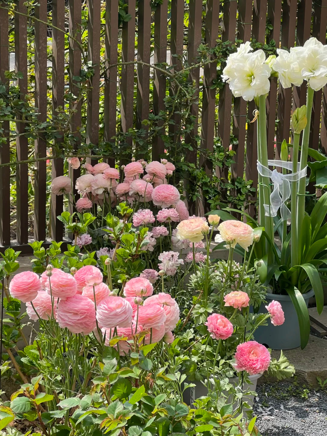 🌺Persian Buttercup Ranunculus Mixed Corms, Beautiful Spring Blooms for Home Garden