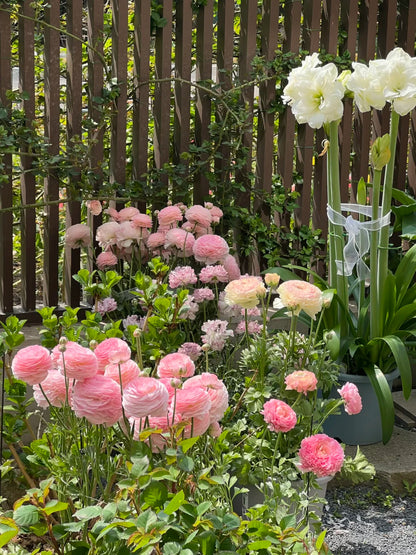 🌺Persian Buttercup Ranunculus Mixed Corms, Beautiful Spring Blooms for Home Garden