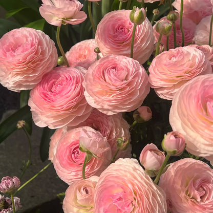 🌺Persian Buttercup Ranunculus Mixed Corms, Beautiful Spring Blooms for Home Garden