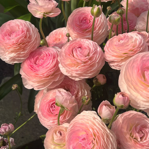🌺Persian Buttercup Ranunculus Mixed Corms, Beautiful Spring Blooms for Home Garden