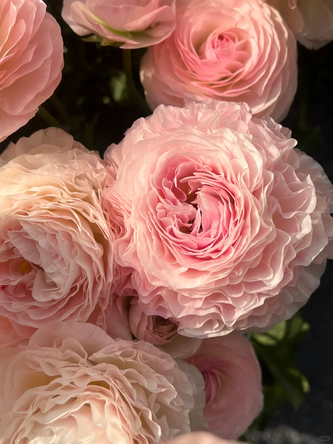 🌺Persian Buttercup Ranunculus Mixed Corms, Beautiful Spring Blooms for Home Garden