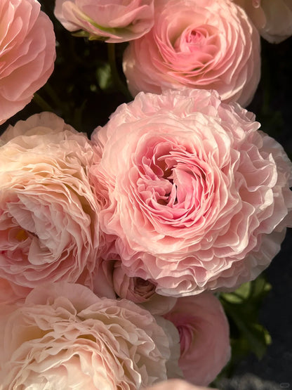 🌺Persian Buttercup Ranunculus Mixed Corms, Beautiful Spring Blooms for Home Garden