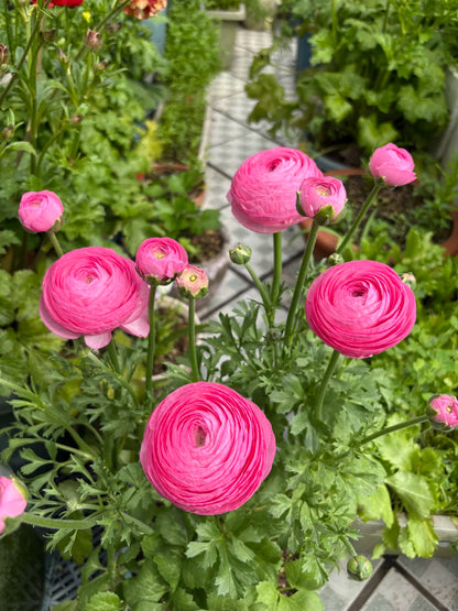 🌺Persian Buttercup Ranunculus Mixed Corms, Beautiful Spring Blooms for Home Garden