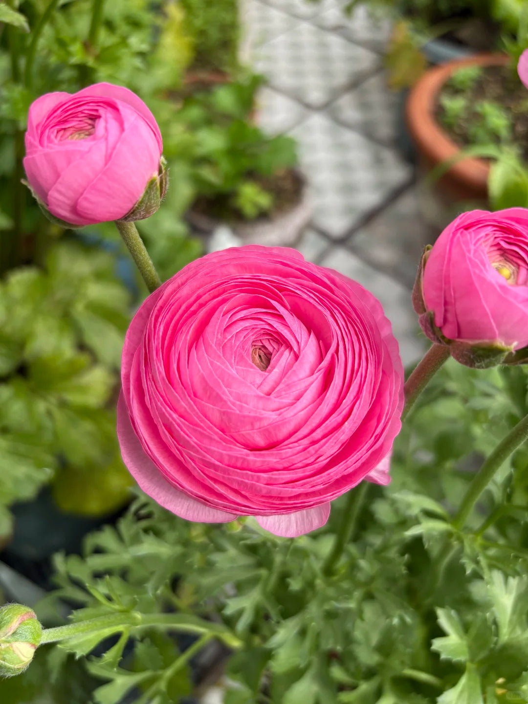 🌺Persian Buttercup Ranunculus Mixed Corms, Beautiful Spring Blooms for Home Garden