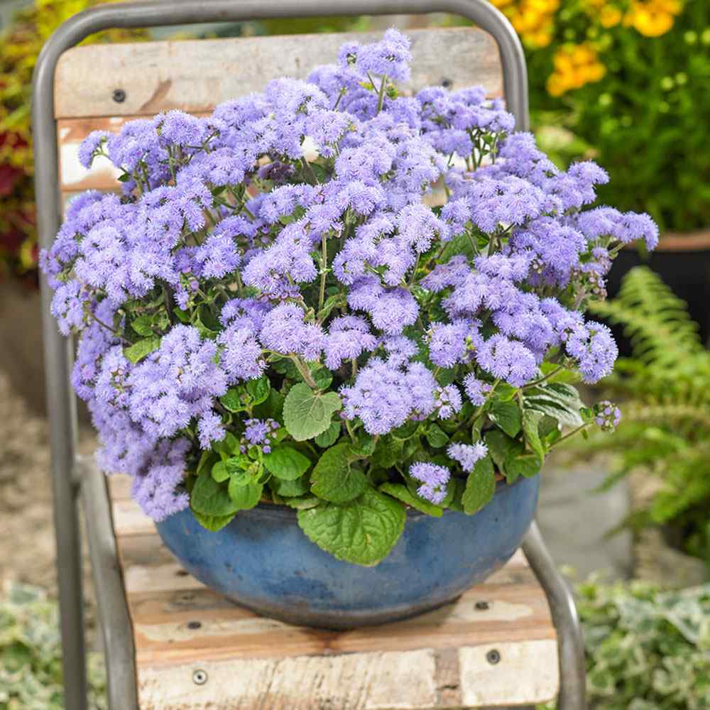 Ageratum Seeds—Heirloom Seed