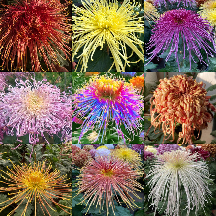 Rare Golden Chrysanthemum Seeds-Longevity Flower💞