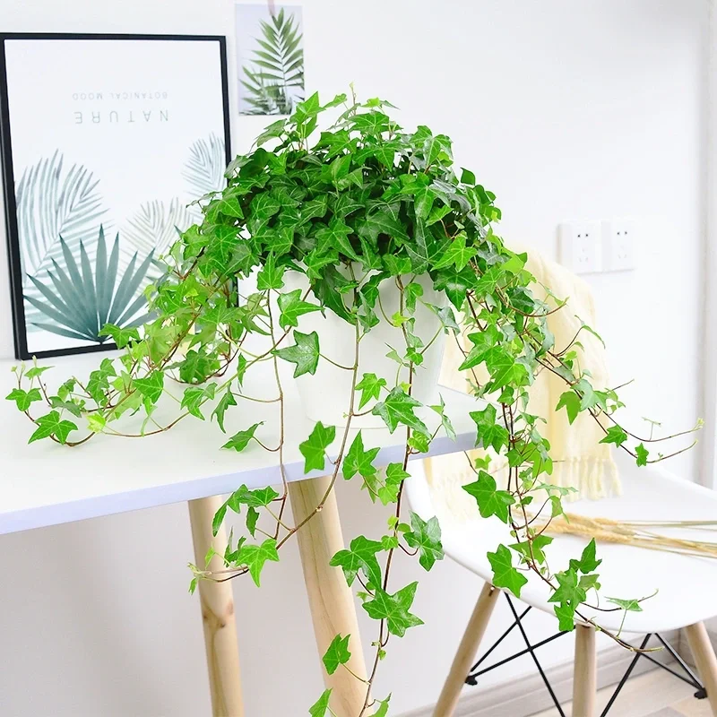 🌿Elegant Weeping Vines·Ivy-Loyalty, Friendship