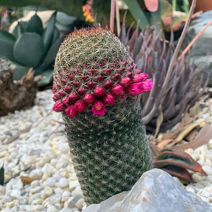 The Mammillaria Matudae Cactus Flower Plant Seeds
