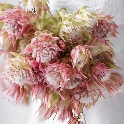 Rare Serruria florida Seeds - Blushing Bride