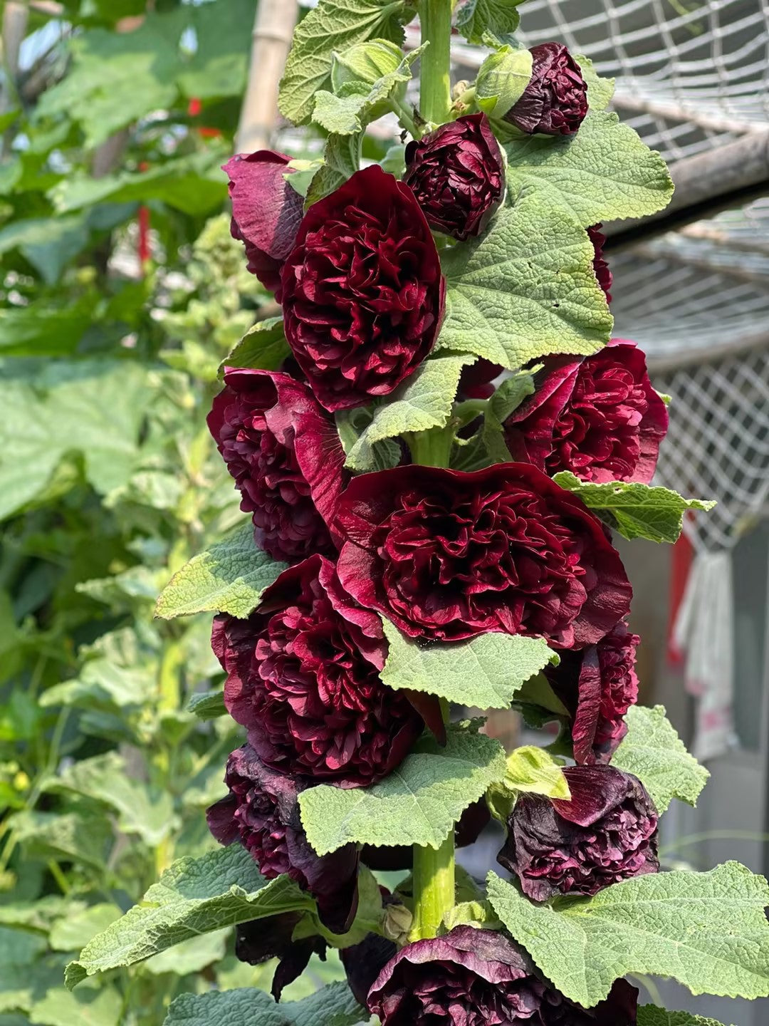 🌸 Giant Double Hollyhock Seeds – Grow a Garden Full of Stunning Blooms