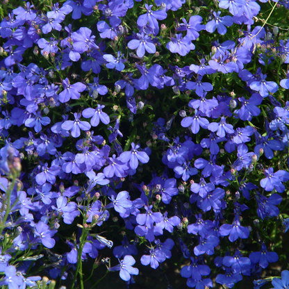 Lobelia Seeds - One of the best edging plants