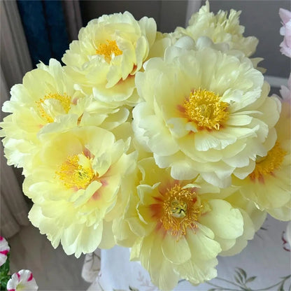 🌺Peony - Love surrounds you