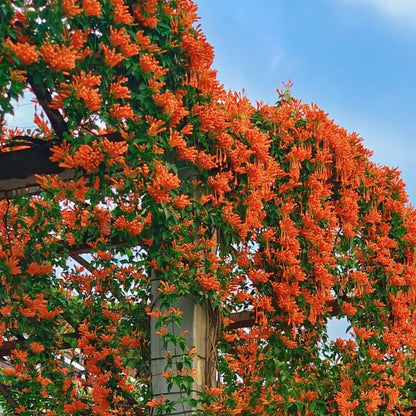 🧡Pyrostegia Venusta Flower
