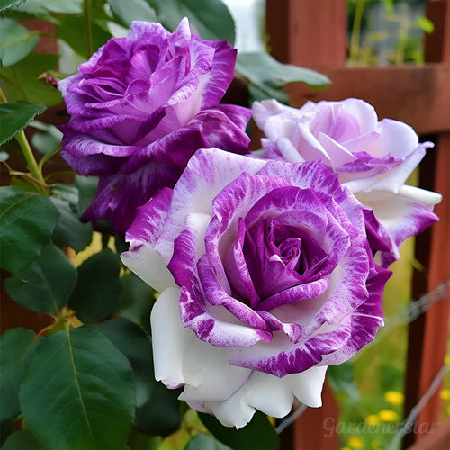 Rare Purple White Rose Flower Seeds