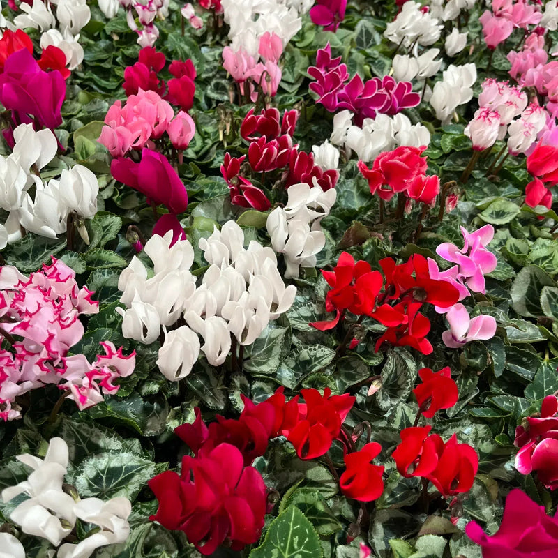🌸 Fragrant Cyclamen Bulbs-Sweet Scent, Simple Care