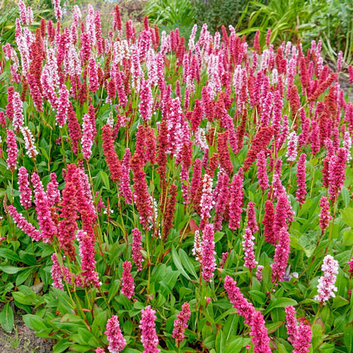 Dwarf Fleeceflower