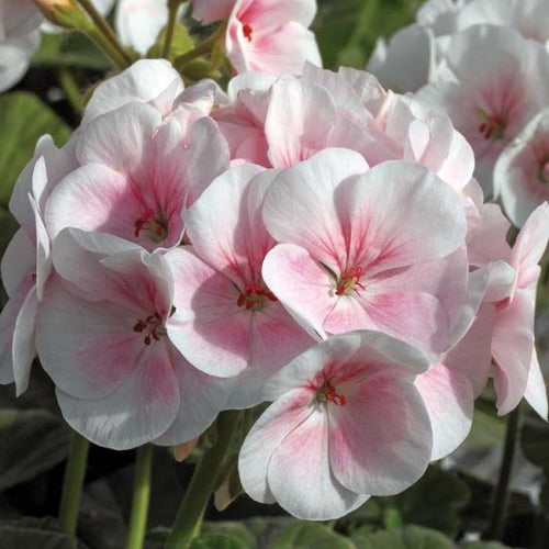 Maverick Appleblossom (Geranium)
