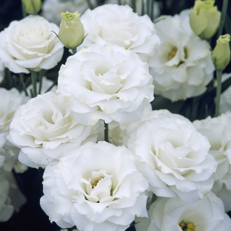 Eustoma Russellianum Seeds