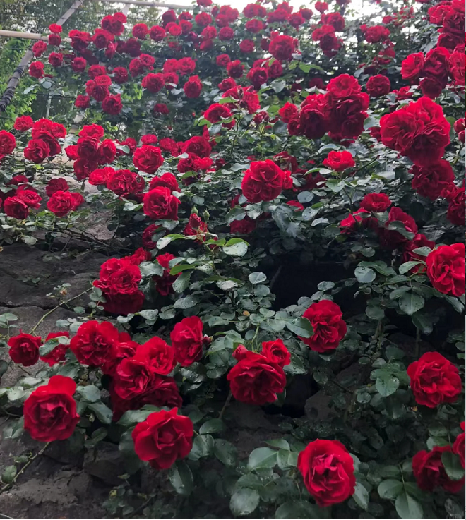 Garden Climbing Rose Flower Seeds