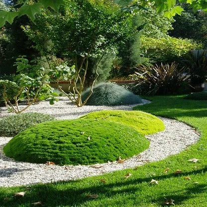 🌳Irish Moss Pearl Grass Seeds for Garden Yard Lawn