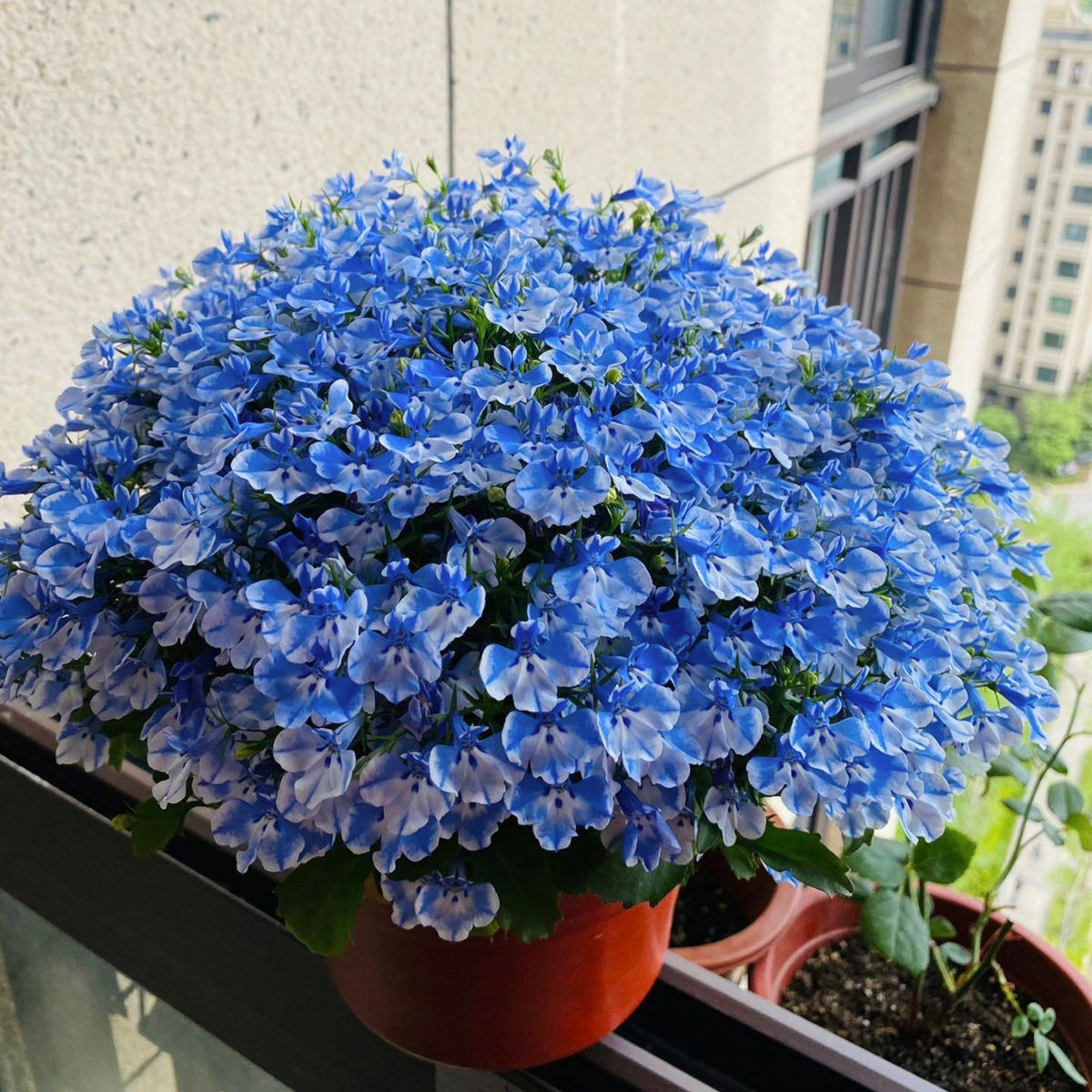 Lobelia Seeds - One of the best edging plants