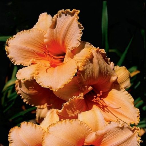 Daylily Hybrid Flowers Seeds, Hemerocallis Hybrid, 20pcs/pack