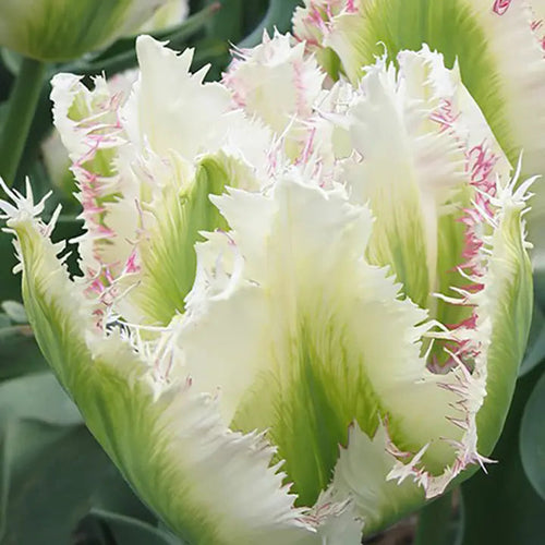 Bonsai Rare Color Tulip Seeds #7
