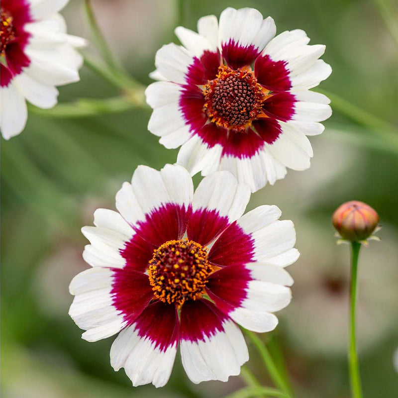 Coreopsis, Ruby Kiss