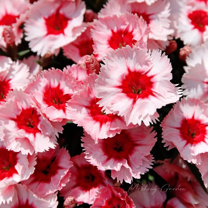 Strawberry Colored Dianthus Potted Plant