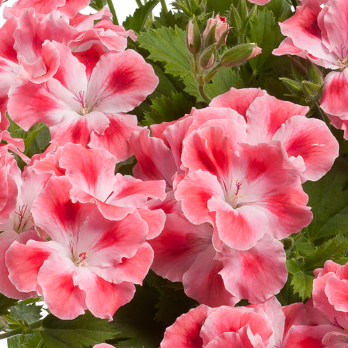 Candy Flowers Peach Cloud Seeds