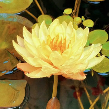 🌸LAST DAY Promotion 50% OFF🌸 Hydroponic Lotus 🌸 | Fresh, Simple & Beautiful(🌱Survival Guaranteed: Free Replacements🌿)