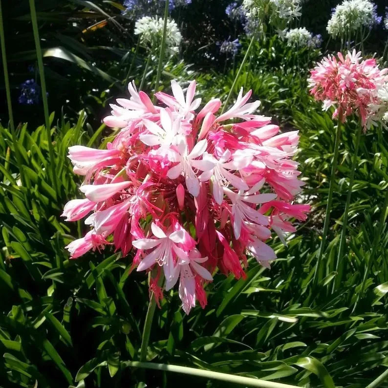 Agapanthus 'pink'