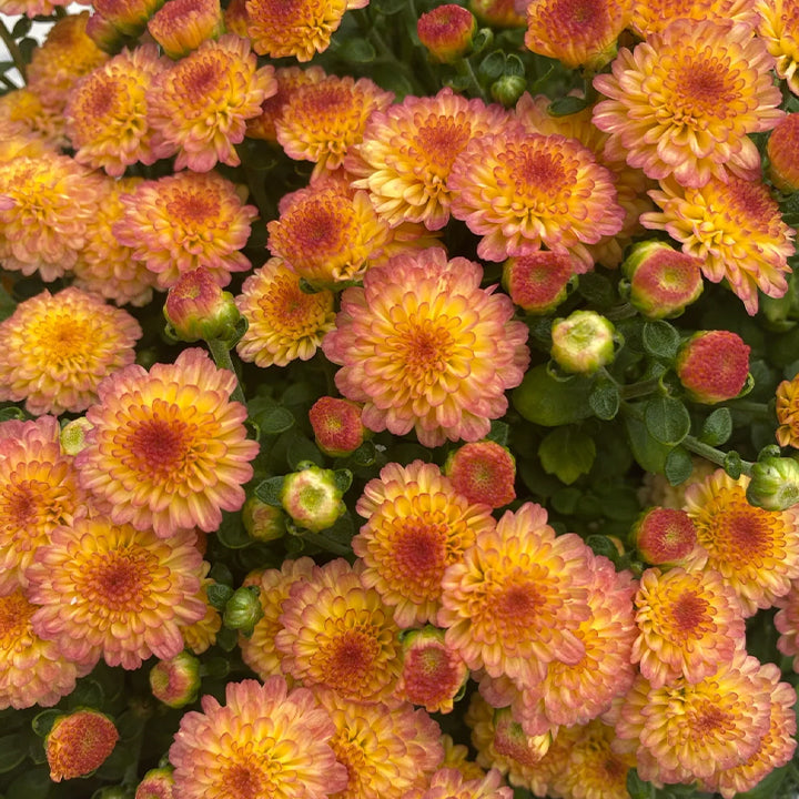 🌸Candy Chrysanthemum Seeds