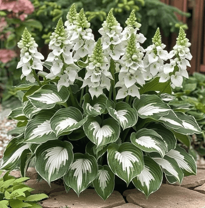 Hosta Magic 🌿Rare Hosta Seeds🌿
