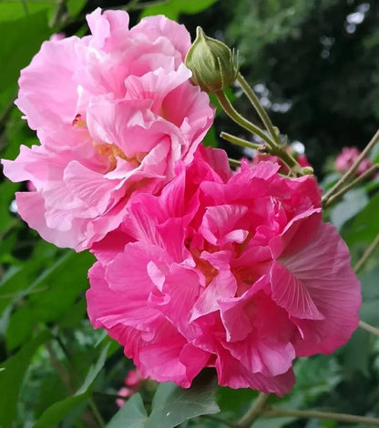 🌸Drunken Hibiscus - Changes Color Three Times a Day
