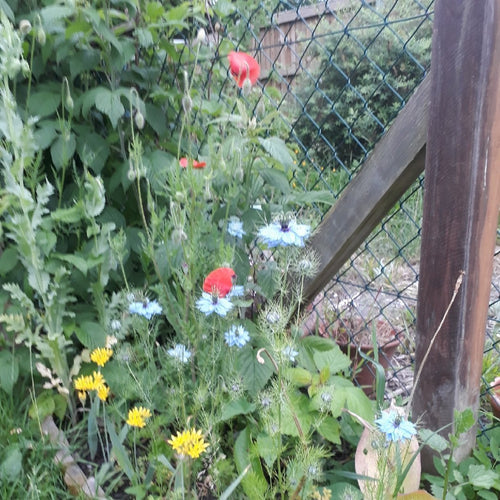 Nigella Miss Jekyll Mix Organic
