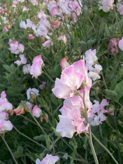 ANNIVERSARY SWEET PEA SEED