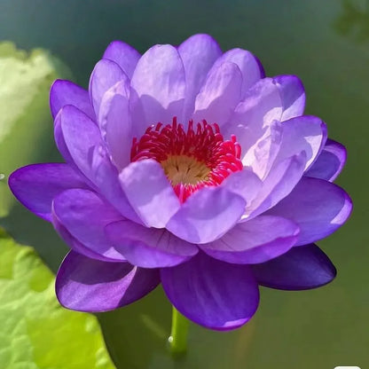 🌸LAST DAY Promotion 50% OFF🌸 Hydroponic Lotus 🌸 | Fresh, Simple & Beautiful(🌱Survival Guaranteed: Free Replacements🌿)