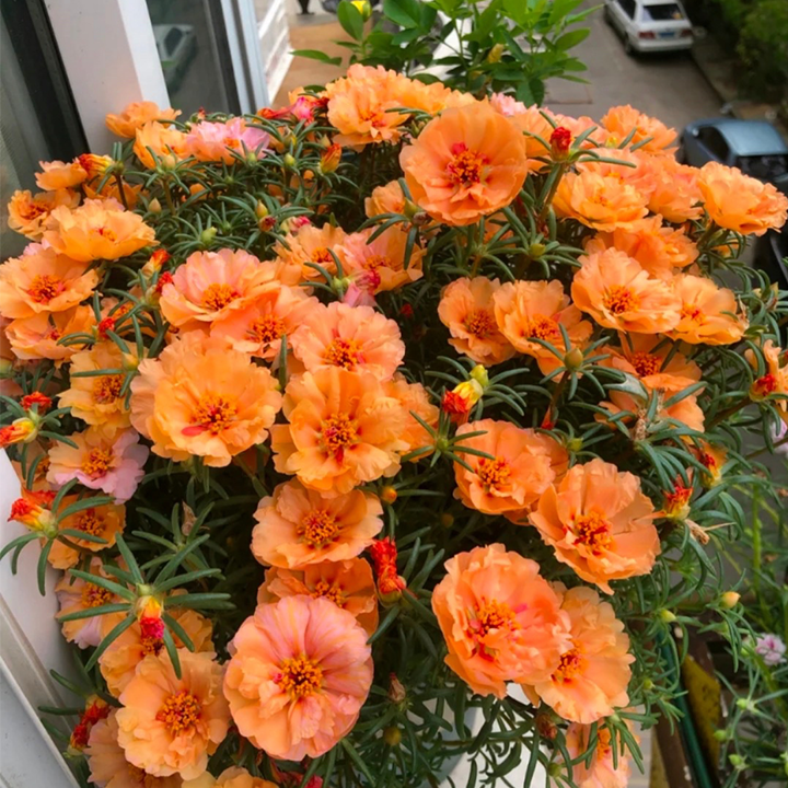 Heavy Petals Pine Leaf Peony