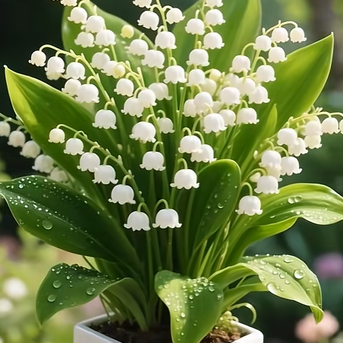 💐Lily of the Valley—Happiness Arrives