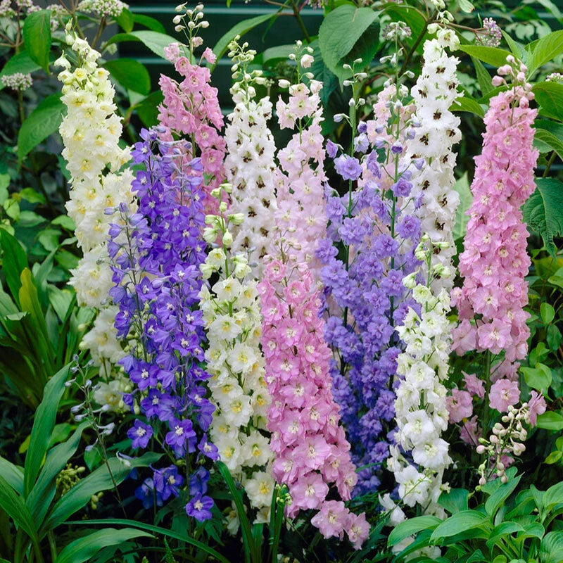🌼Big Flower Delphinium Seeds