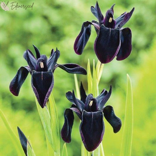 Multi Iris Seeds: Vibrant, Resilient, and Spectacular Blooms