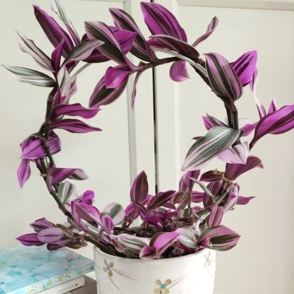 💐Oil Painting Wedding Orchid—The Wandering Jew