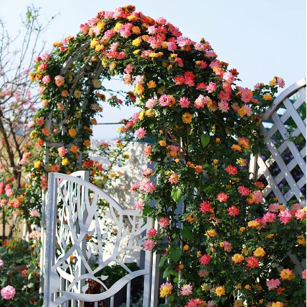 Climbing Rainbow Rose Seeds