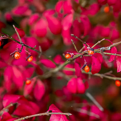 🔥Burning Bush