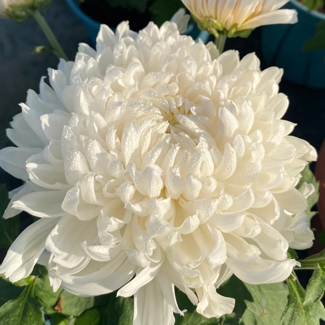 🌺The Flower of Elegance🌼Giant Chrysanthemum Seeds