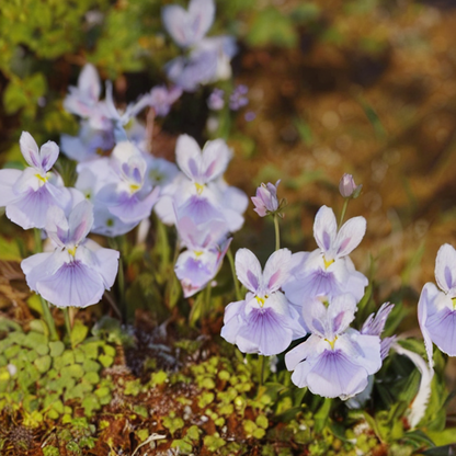 Soft And Cute Cold Killer-Bunny Flower Seeds