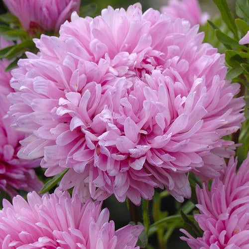 King Size Pink